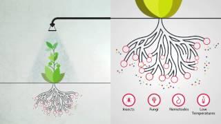 Foliar Feeding - Highly Effective Plant Nutrition