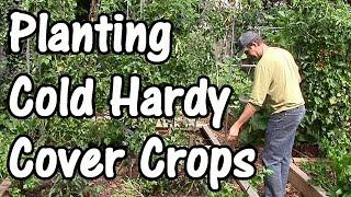 Building Soil Fertility with Fall & Winter Cover Crops/Green Manures