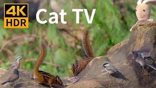 Cat TV 4K HDR: Chipmunks, Birds, Squirrels, the Ugly Bunny - 8 Hours