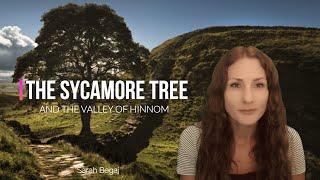 The Sycamore Tree and the Valley of Hinnom -  Spoken Word by Sarah Begaj
