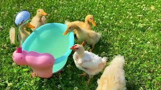 Ducklings in the pool, baby ducks, pig