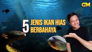 5 Jenis Ikan Hias yang tidak bisa disatukan dengan ikan lain, karena BERBAHAYA! #ikanhias #aquarium