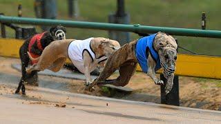 Cup Night Whippet Exhibition