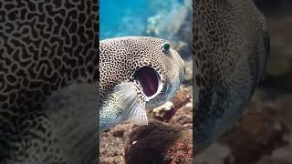  A starry pufferfish (Arothron stellatus)