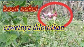 ADA APA DI KEBUN SAWIT/BOCIL BERKEMBANG BIAK CAWETNYA DILOROTKAN