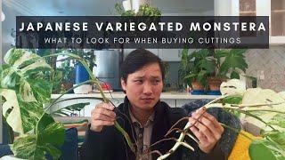 Japanese Variegated Monstera | Care & Buying Tips for Cuttings | Rare Plant Haul & Unboxing | Ep 42