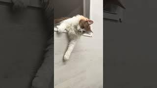 Maine Coon | Mike approfitta dell’assenza di Mendy per giocare con la stecca !  |#mainecoon