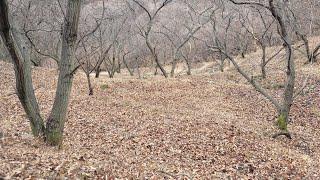 자연이 살아숨쉬는 산청읍"고향마을 엄마가 평생가꾼 밤밭/749평/3000만원 주말쉼터로 토지옆 청정도랑물 정겹게 흐르는  지방도옆 지리산 천왕봉 전망대 아래 숲속