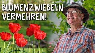 Blumenzwiebeln von Tulpen, Narzissen & Schneeglöckchen vermehren - Garten Tipp für Profis