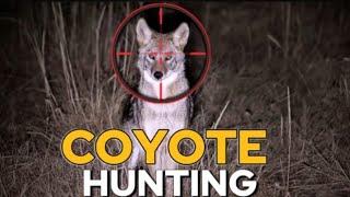 Understanding Coyote Hunting: Ethics, Safety, and Wildlife Management