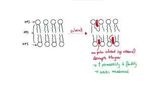 AS Biology - Factors affecting membrane structure (OCR A Chapter 5.2)