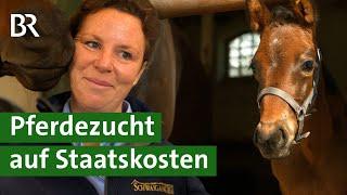 Gestüt Schwaiganger: Warum züchtet der Freistaat Bayern Pferde mit Steuergeldern? | Unser Land | BR