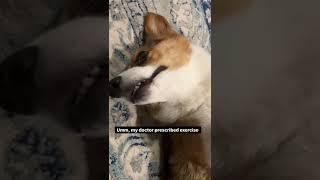 Corgi Weight Loss Plan  | #funny #shorts