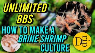 HOW TO MAKE A BRINE SHRIMP CULTURE | ARTEMIA CULTURE | UNLIMITED BBS | BABY BRINE SHRIMPS