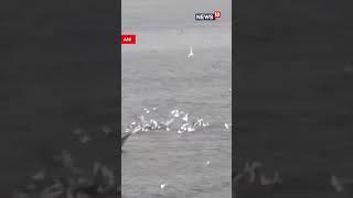 What A Beautiful Site Migratory Serbian Birds Flying | short video | News18  urdu