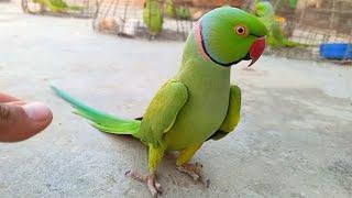 Ringneck Parrot new Male Show Sounds Ka Video