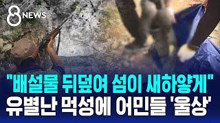 "배설물 뒤덮여 섬이 새하얗게"…유별난 먹성에 어민들 '울상' / SBS 8뉴스