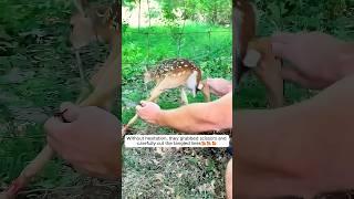 This kind man rescued a deer stuck in the fence