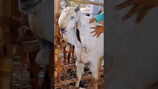 Mumbra Bakra Mandi 2024 #bakraeid #bakraeid2024 #bakraeidspecial #bakra #goats #trending #biggoats