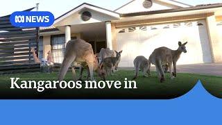 Fears of attacks as kangaroos move into NSW suburb | ABC News