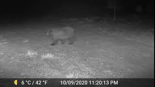 Park County near Hartsel Bear sighting on GardePro game cam