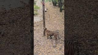 kuasa the sumatran tiger and the feed pole #dallaszoo