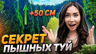 ЛУЧШИЙ МЕТОД для пышной туи, о котором мало кто знает