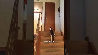 The Most Epic Cat Slap Ever! - RxCKSTxR Comedy Voiceover