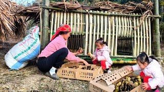 Mother used the money she received to buy a flock of ducks to raise to increase her income.