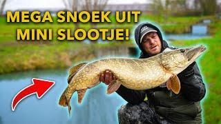 Deze MEGA vis hadden we NOOIT VERWACHT – Alles over wintersnoek in de polder