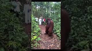 Gigantic Orangutan is freak of nature! #orangutan #jungle #animals #nature #wildlife
