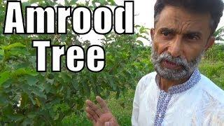 Amrood Tree Complete Information (best khaad for guava )