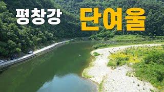 평창강 구간 중 가장 쏘가리가 많이 나오는 곳  단여울#평창강 상황#쏘가리 낚시