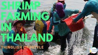 Shrimp Faming in Thailand with Thinglish Lifestyle