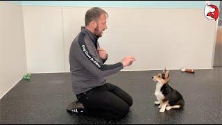 DGP Puppy Class Video - Pose for Pictures