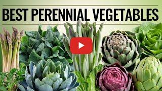 Best 15 Must Grow Perennial Vegetables - To Harvest Year After Year...