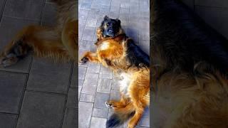 Чешем овчарке пузико #немецкаяовчарка #germanshepherd #овчарка #мем #doglife #игры #кайфоваямузыка
