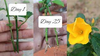 Easiest Way To Grow Yellow Flax Flower Plant