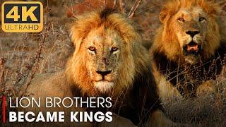 Lions: How the Brothers Became Kings? | Nature Animal Documentary