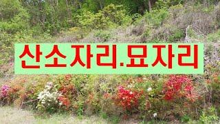 전.299평.매가2천5백만원.산소자리.묘자리.대토용토지