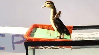 Tiny Duckling Swims For The First Time