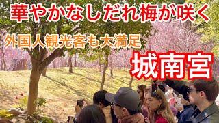 2025年3月10日 外国人観光客も大満足 華やかなしだれ梅が咲く京都城南宮を歩く Walking around Kyoto Jonangu Shrine 【4K】