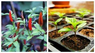 Fastest Way To Sprout Chilli Seeds | How To Grow Chillies At Home (Ep 1)