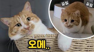 언니,오빠 놀래키는 게 취미인 고양이! (ft.까꿍놀이)