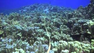 Marine ecology in easter island