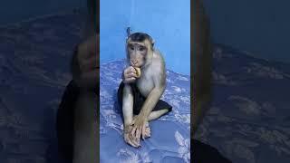 Makan Tahu Bulat#animals#gemoy#monyetlucu#monyetviral#trendingshorts#viralvideo#videoshort