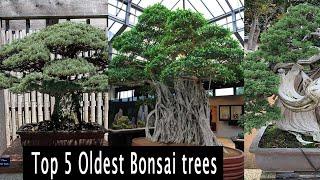 Top 5 Oldest Bonsai trees in the world