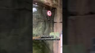 Влажный тропический лес в зоопарке Таллинна  #семья #funny #зима #forest #zoo #birds #rainforest