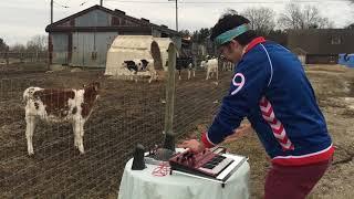 SYNTHPOP FOR COWS