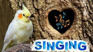 Cockatiel singing & whistle training |  cockatiel talking